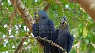 istockphoto 1009071838 640 adpp is