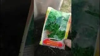 Посев петрушки в открытый грунт