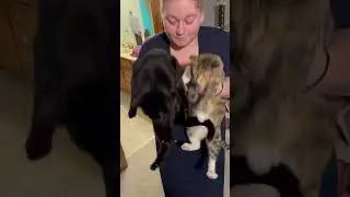 Naughty kitties #epiccatfights #cat #funnycatfight