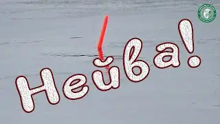 РЫБАЛКА НА НЕЙВЕ, ЛОВИМ НА ФИДЕР И ПОПЛАВОК! РЫБА КЛЮЁТ СКУЧАТЬ НЕ ДАЁТ, ПОКЛЁВКИ КРУПНЫМ ПЛАНОМ!