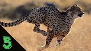 I 5 animali più veloci del mondo.