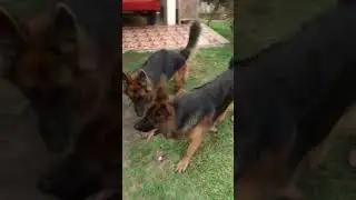 German shepherds, it's nice to be out of the cage