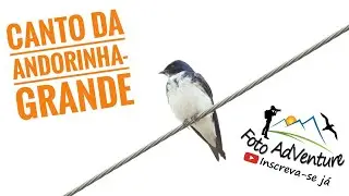 Canto da andorinha-grande  (Progne chalybea) me acordando 🤙