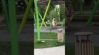 Вечерняя прогулка!🌳🌲🦆🎸🥁🎻 #хорошеенастроение #музыка #прогулка #жара #shorts