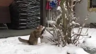Foxy's First Snow