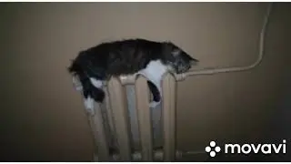 Смешные моменты с кошками