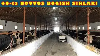 40 ta NOVVOS BOQISH. MOL BOQISH SIRLARI☝️