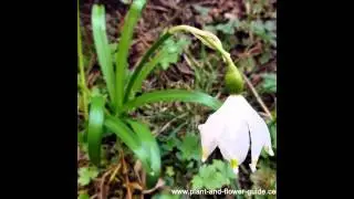 БЕЛОЦВЕТНИК  (LEUCOJUM)  сем. Амариллисовые