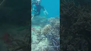 Coralpalooza 2024