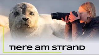 Seehund, Kegelrobbe und Co. - Tierfotografie am Strand