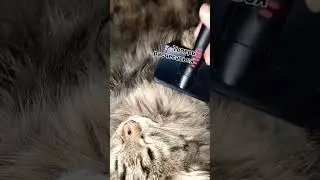 спокойной ночи всем💖😸