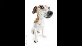 Doggy mask