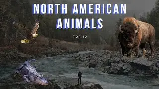Interesting Animals of North America