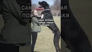 Немецкий дог. Самая большая собака в мире.
