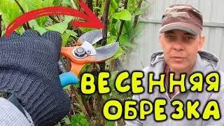 DO NOT PRIM HYDRENSA LARGE LEAF UNTIL YOU WATCH THIS VIDEO / PRUNING LARGE LEAF HYDRANGEA
