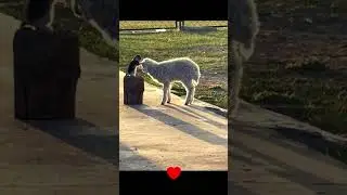 Cat and goat #love #pets #nature #shorts