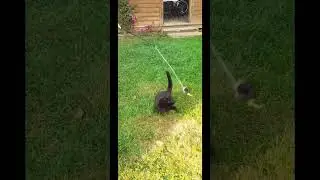 Если ты хороший котик, скажи мяу. 