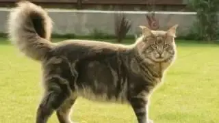 Коты Баюны - Питомник BAJUNCAT
