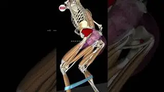 Glute Training with the Monster Band Walk! 