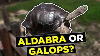 How to Tell the Difference Between Aldabra and Galapagos Tortoises