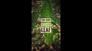 The very GROSS leaf - wasp deforms leaf and makes it house & feed its babies!