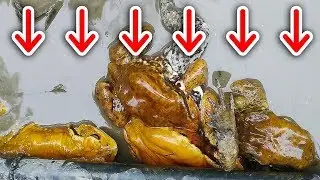 Hordes of huge frogs!  | 巨大カエルがそこら中にｗｗｗ