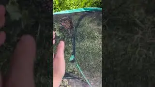 butterfly release pt 2