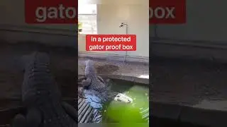 Smart Crocodile 🐊 | Wait until the end 🤯🤯🤯 