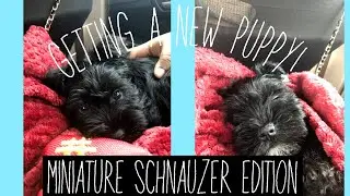 Getting A New Miniature Schnauzer! | Living Lena