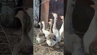 Кто с деревни???