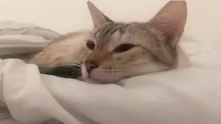 My kitty waking up next to me