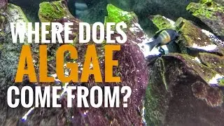 Where Does Algae Come From?