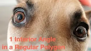 1 interior angle in a regular polygon