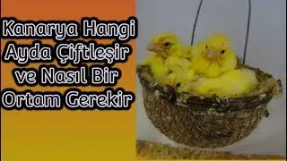 Kanarya Hangi Ayda Çiftleşir ve Nasıl Bir Ortam Gerekir