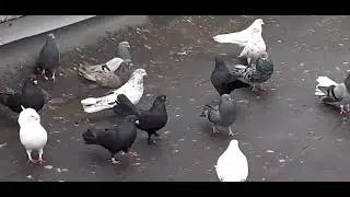 Голуби Игоря Тихонова