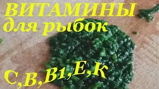 Vitamins for fish in the aquarium DIY fish food