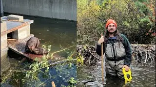 Red Barn Event - Beaver-powered Restoration: The Wenatchee-Entiat Beaver Project