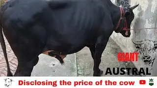 GIANT Austral  Bull | Aussie Lineup |Bought This mighty Austral at 130k |Big Austral bull 2021