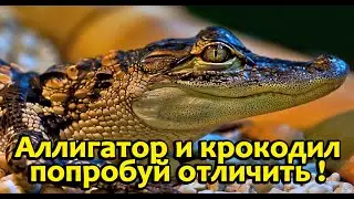 Как отличить аллигатора от крокодила!