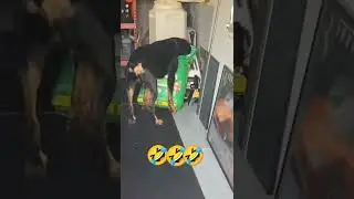 Хозяйка поймала прямо на месте кражи 🤣🤣 