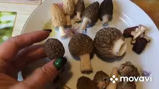 ❗️Top 6 spring mushrooms that can be collected in April and May🍄❗️