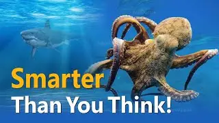 Octopus Intelligence: The SMARTEST Creature in the Ocean? | AquaXplorer Documentary