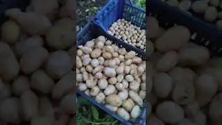 Накопав 100 кг молодої картоплі яку виростив у теплиці
