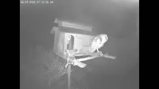 #LucySidOwlets Together.  Owl Box OSC - 6/27/23 - 1:12 am