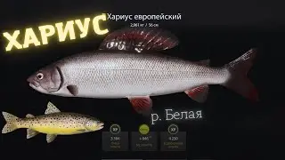 Русская рыбалка 4 (РР4) р. Белая Хариус Russian fishing 4 (РР4) p. White Grayling