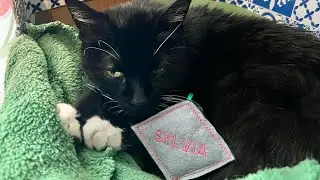 Machine Embroidery - In The Hoop Cat Toy with the Designs on your Machine!