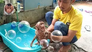 I hope the Miki monkey stays healthy and always well cared for #mokimonkey #babymonkey #adorable