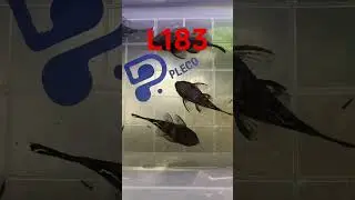 L183 Starlight Bristlenose Pleco (Ancistrus dolichopterus)