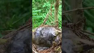 Animalitos - parte 1- Como le llaman a esta ave en tu país?