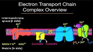 Biochemistry: Complex 1,2,3,& 4 Electron Transport Chain Overview (EASY!) First step of the ETS!